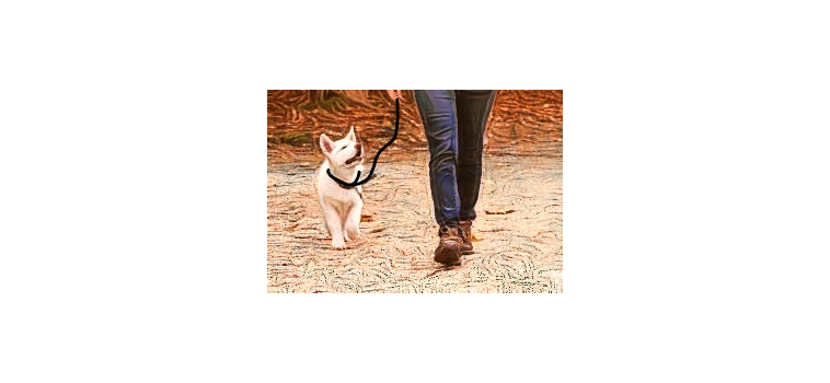 Apprendre au chiot à marcher en laisse